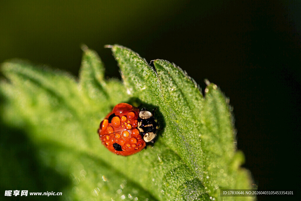 绿叶上的红黑斑点瓢虫