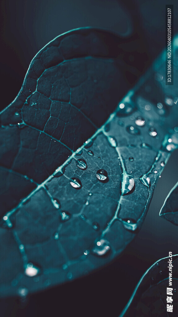 水珠点缀的叶片特写