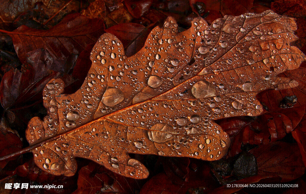 带水珠的秋叶