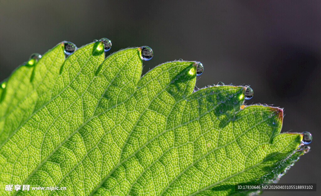 嫩绿叶片上的晶莹水珠