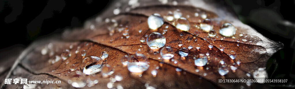 水珠点缀的枯叶