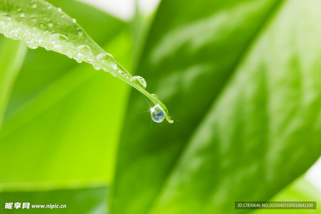 绿叶上的晶莹水滴