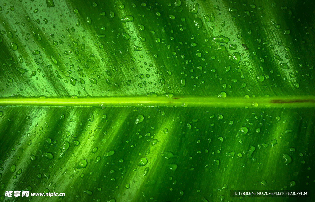 翠绿叶片上的晶莹水珠