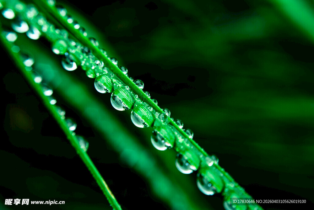 草尖上的晶莹露珠