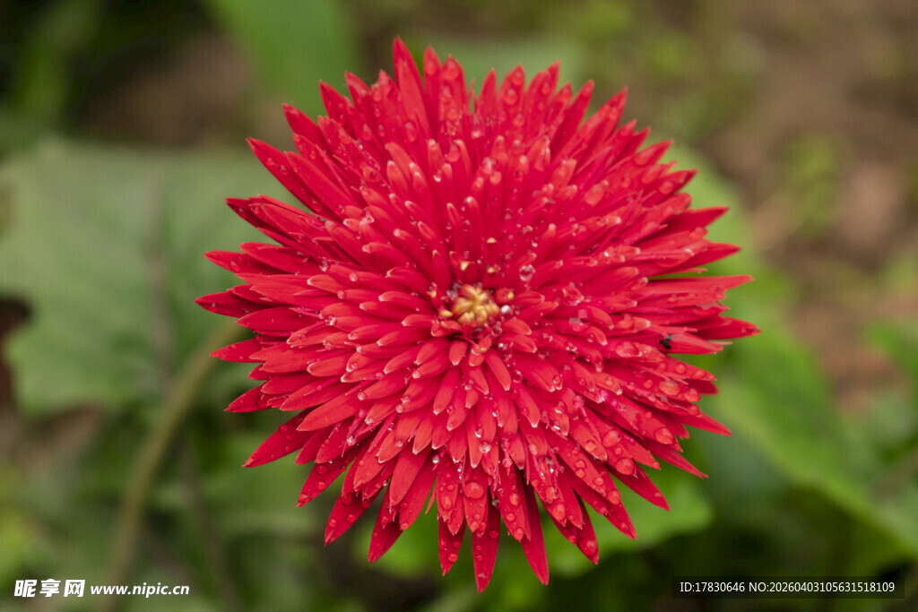 鲜艳红菊花特写