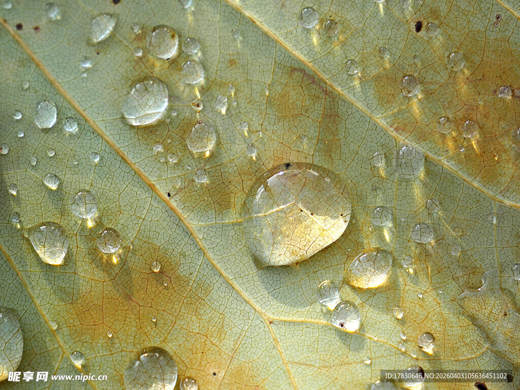 叶片上晶莹的剔透水珠