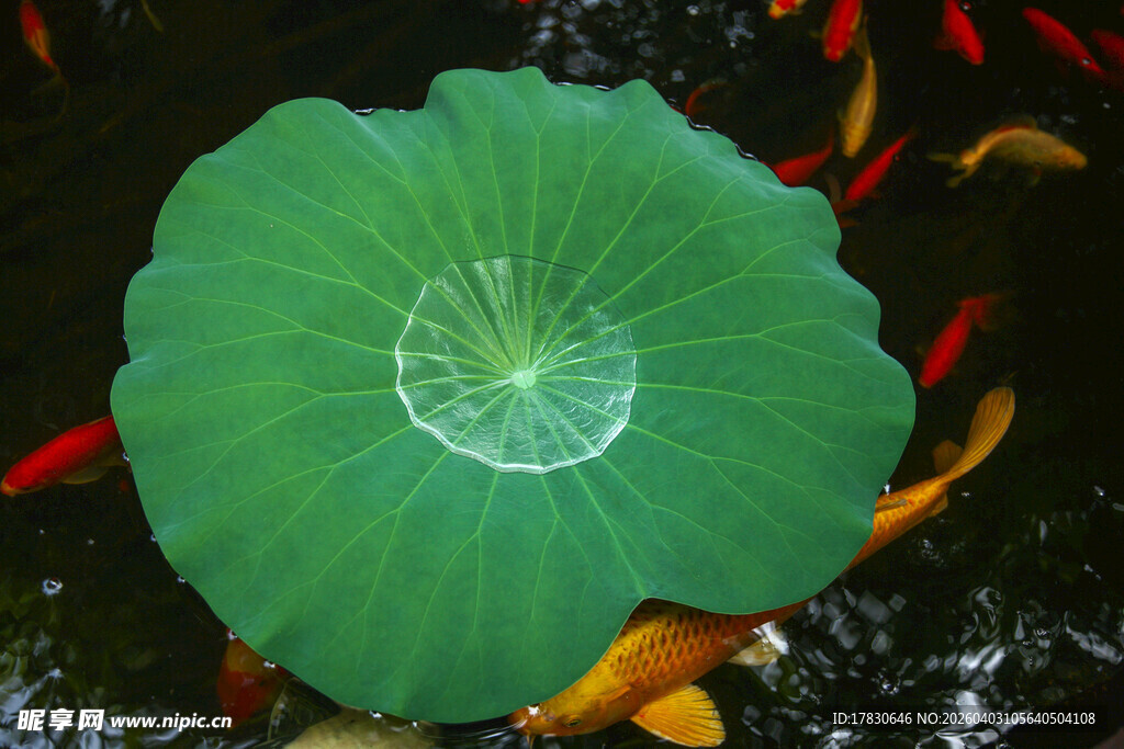 荷叶下的灵动锦鲤