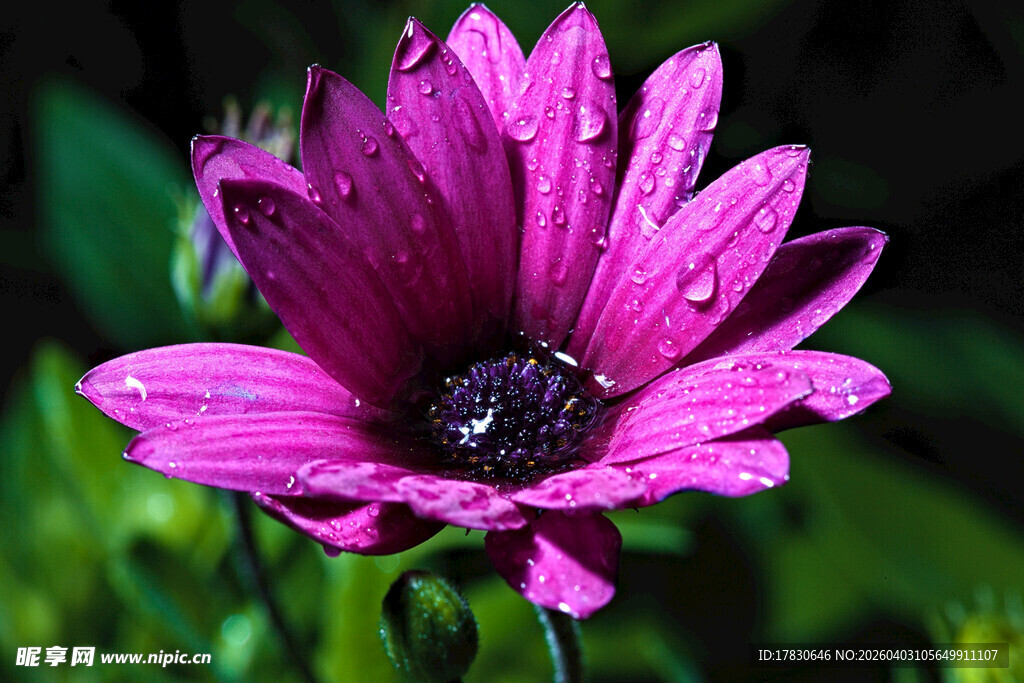 带水珠的娇艳紫色花朵