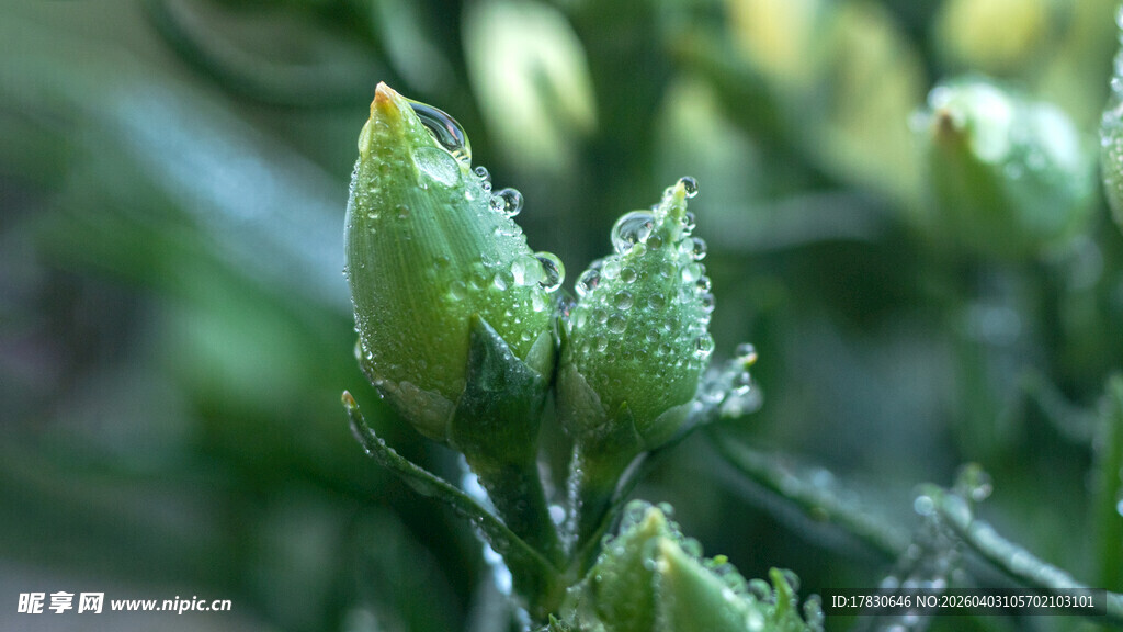 带露珠的嫩绿植物花苞