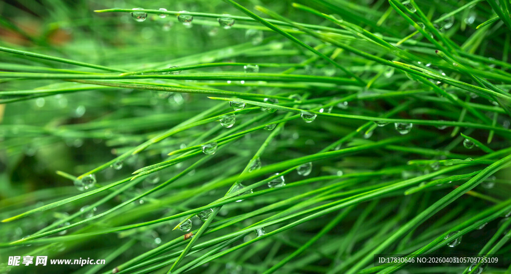 翠绿松针特写
