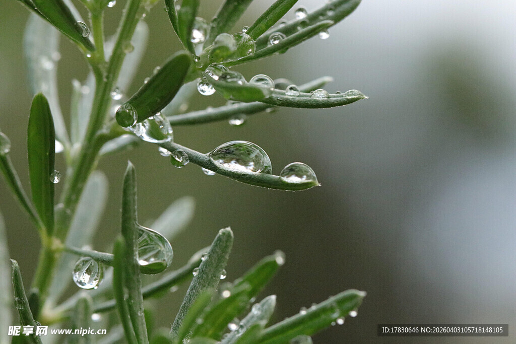 带露珠的嫩绿植物枝叶