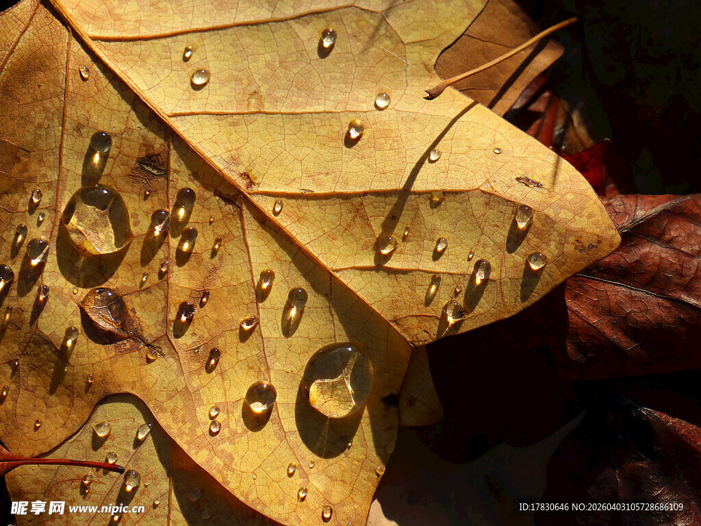 带水珠的枯黄树叶特写