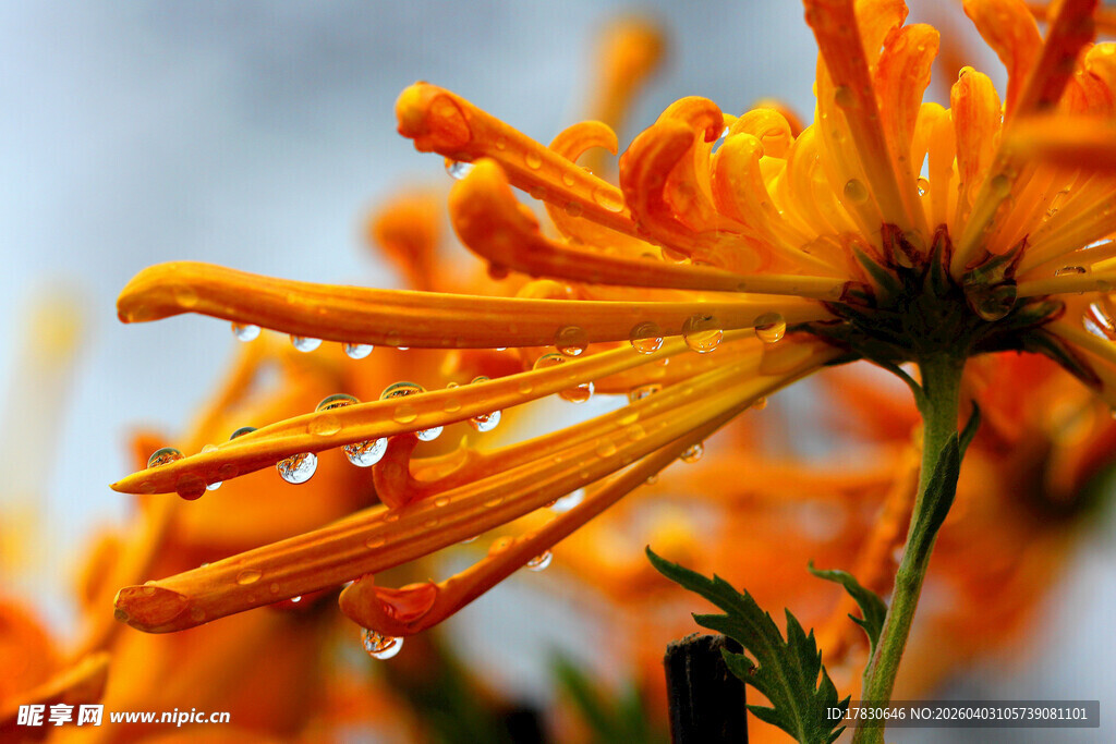 带露绽放的橘色菊花