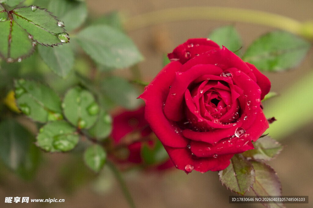 娇艳红玫瑰露珠点缀美