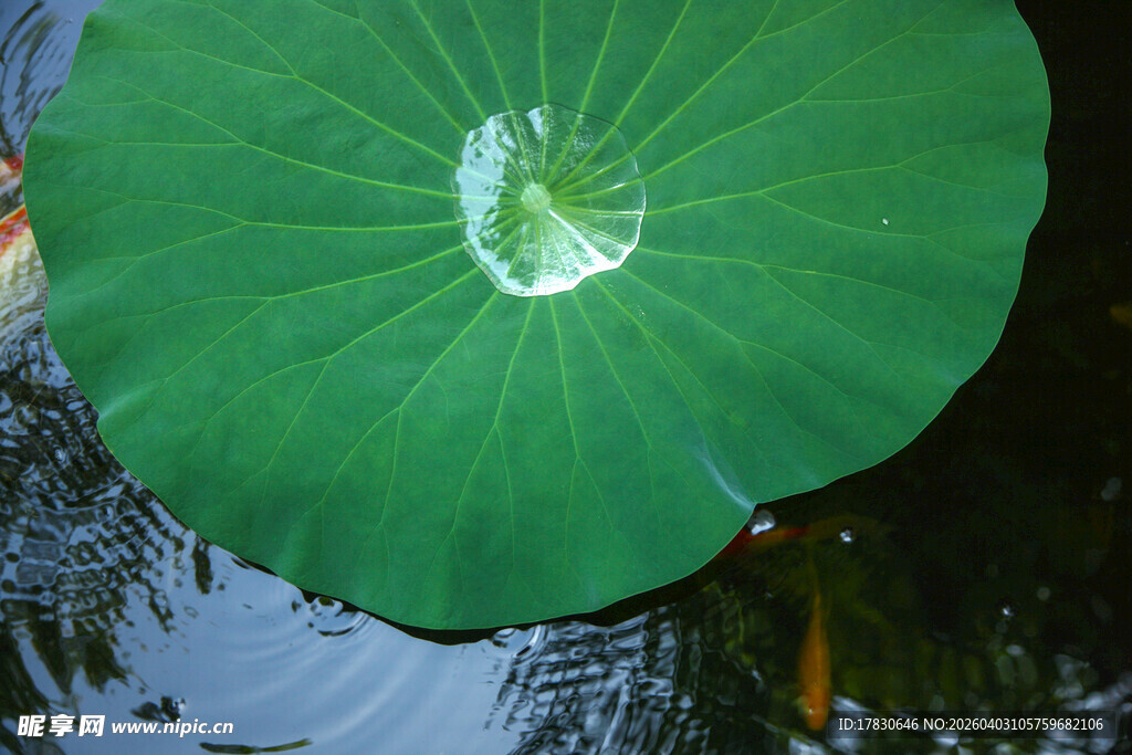 荷叶上的晶莹水珠