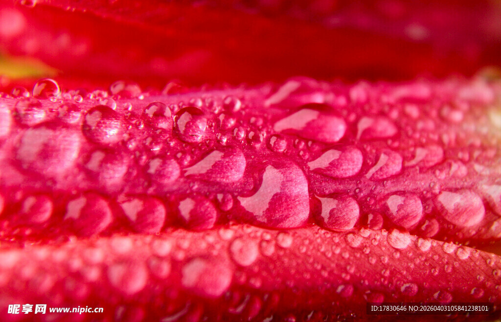 娇艳花瓣上的晶莹水珠