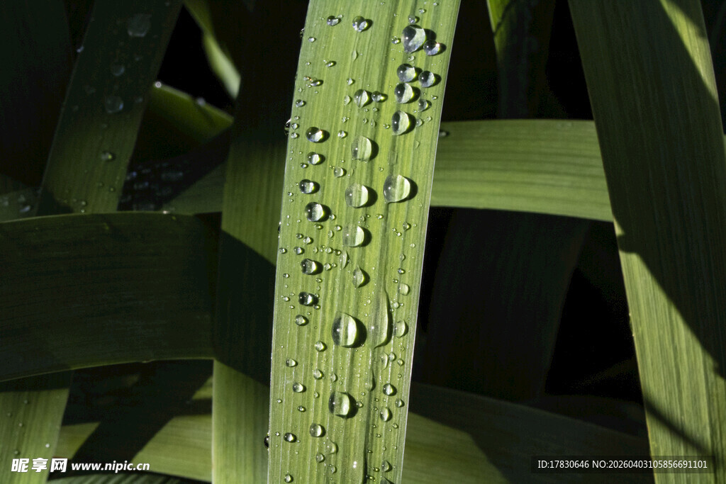 叶片上晶莹的水珠