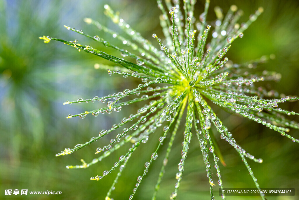 带露珠的绿色植物花朵