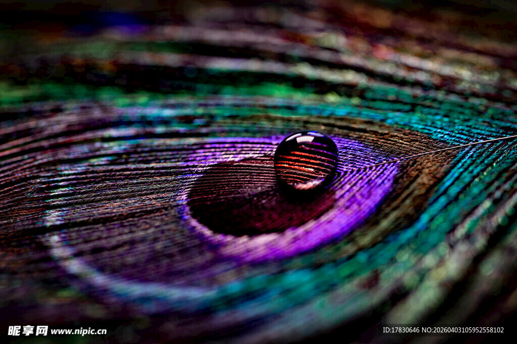 绚丽孔雀羽毛特写