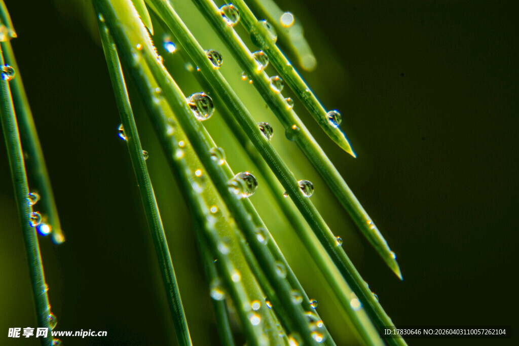松针上的晶莹露珠