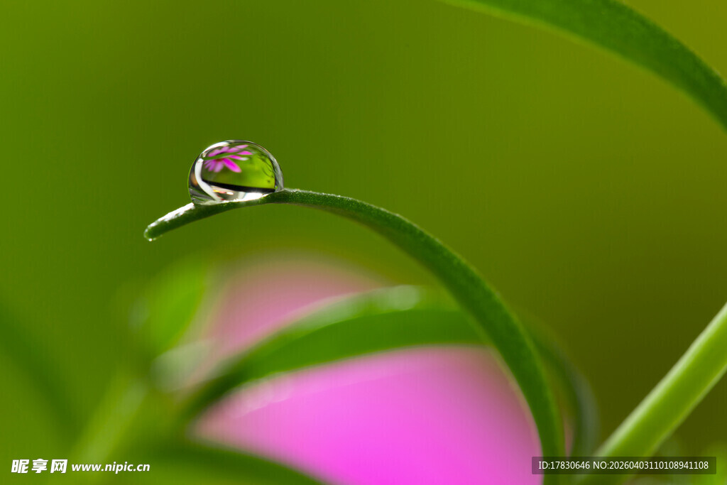 叶尖上的晶莹露珠