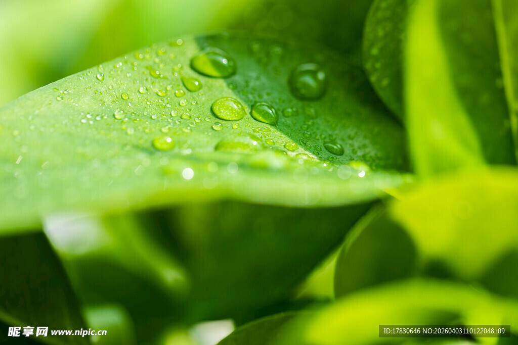 绿叶上晶莹的水珠