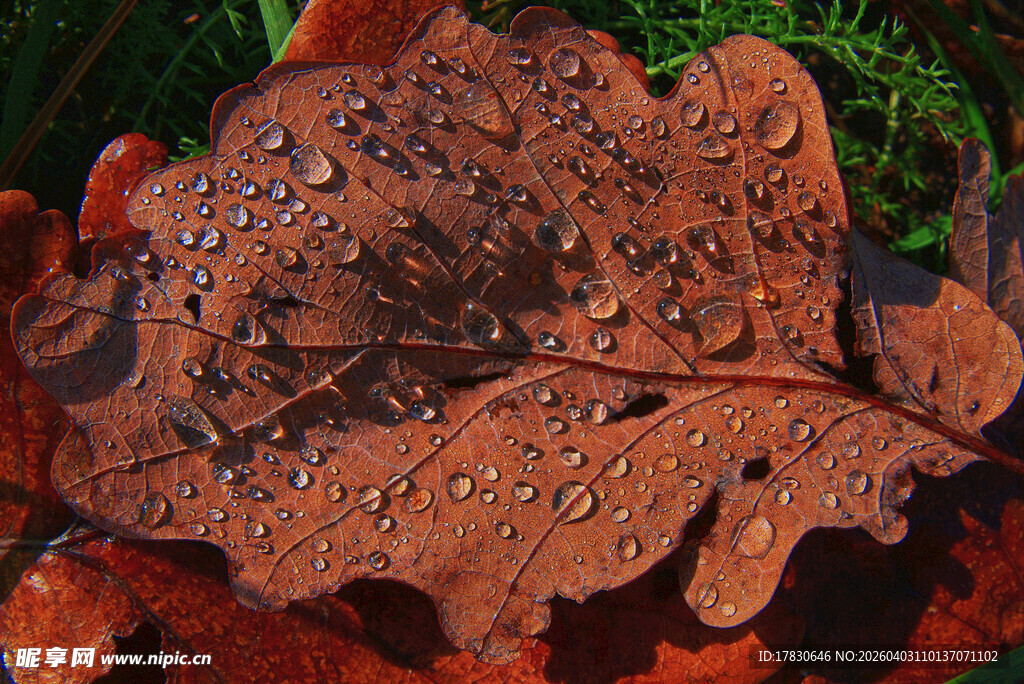 带水珠的红褐色叶片