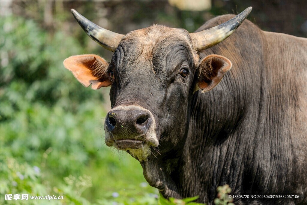 田野中的长角牛