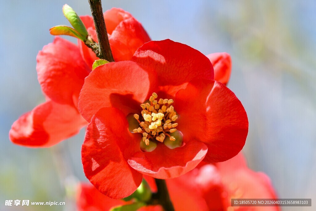 娇艳红花朵特写