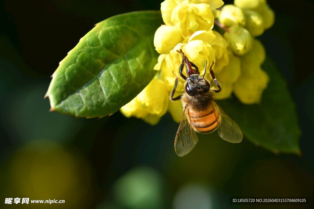 蜜蜂采蜜于黄色小花间
