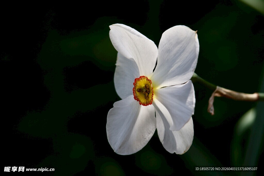 白色单朵花特写