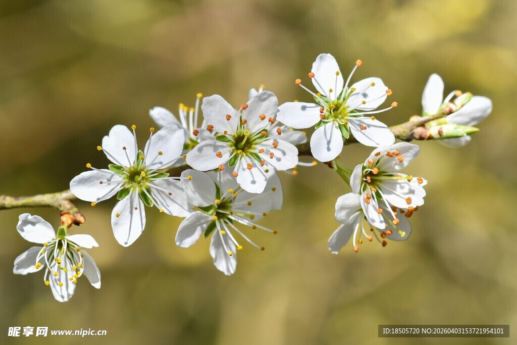 枝头绽放的洁白小花