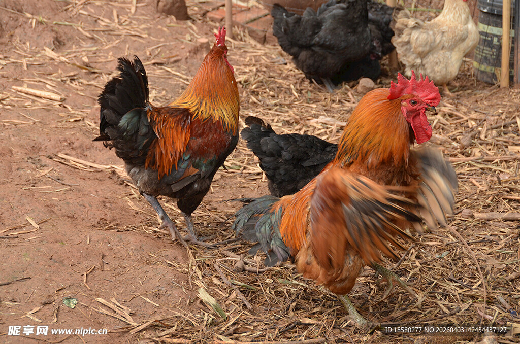 田园中色彩鲜艳的几只公鸡