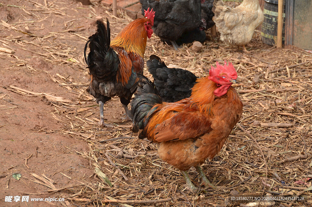 庭院中的几只多彩鸡