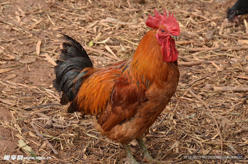 昂首挺立的红冠公鸡