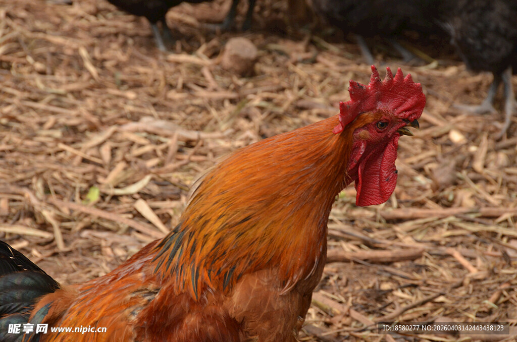 农场中色彩鲜艳的大公鸡