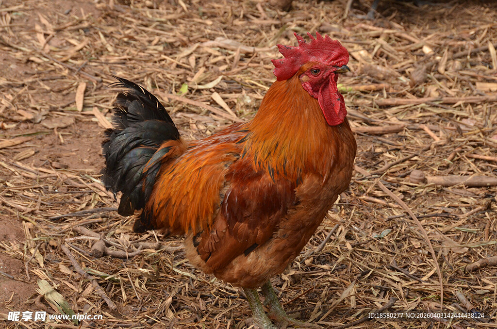 昂首挺立的红公鸡