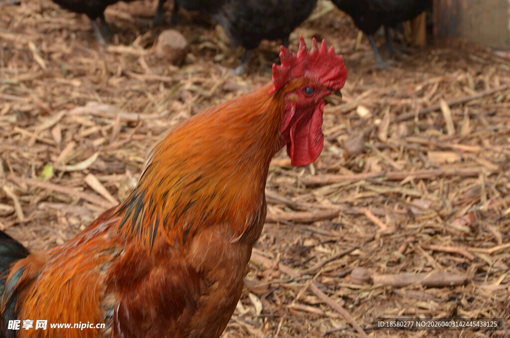 昂首挺立的鲜艳大公鸡