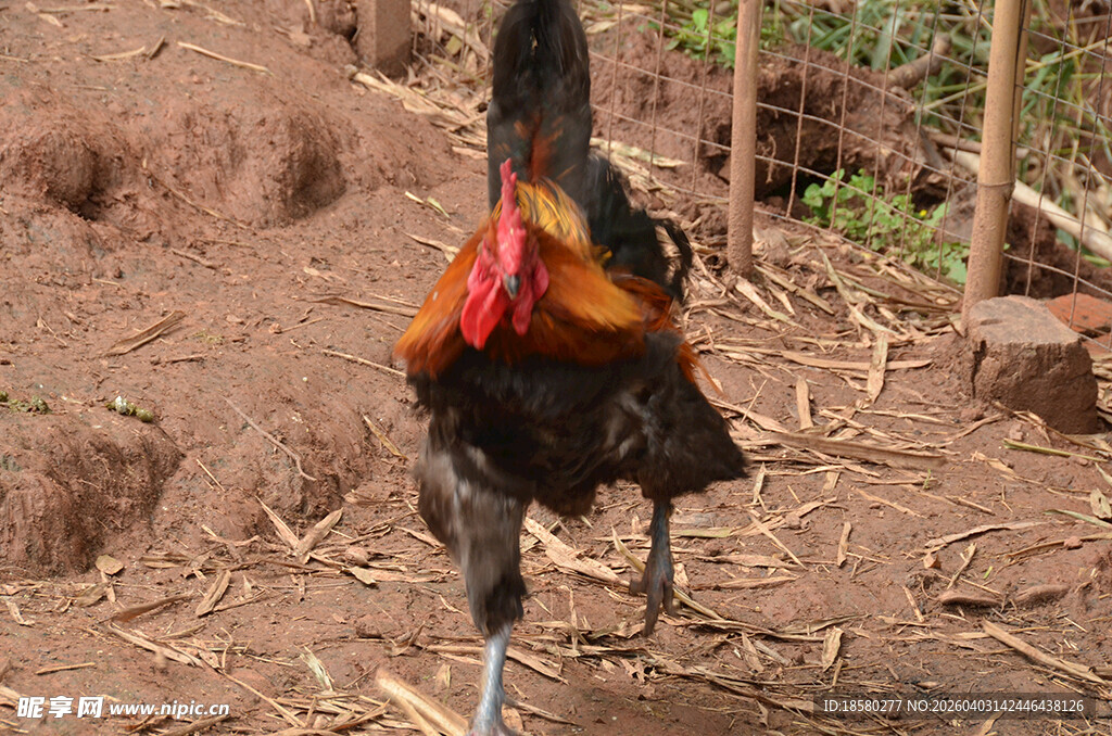 单腿站立的多彩公鸡