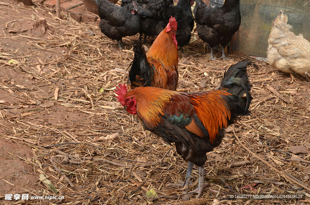 庭院中色彩艳丽的几只公鸡