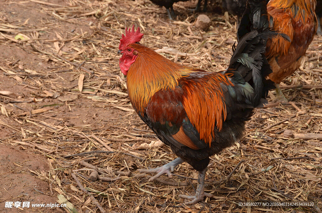 色彩艳丽的公鸡在地面行走