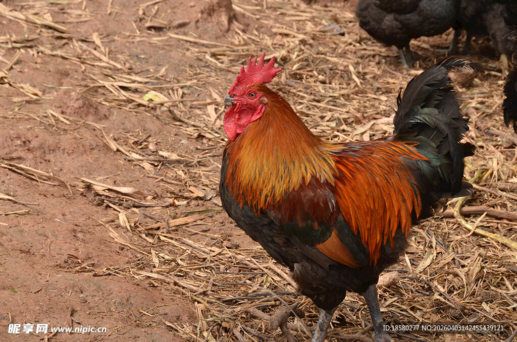 雄赳赳的公鸡