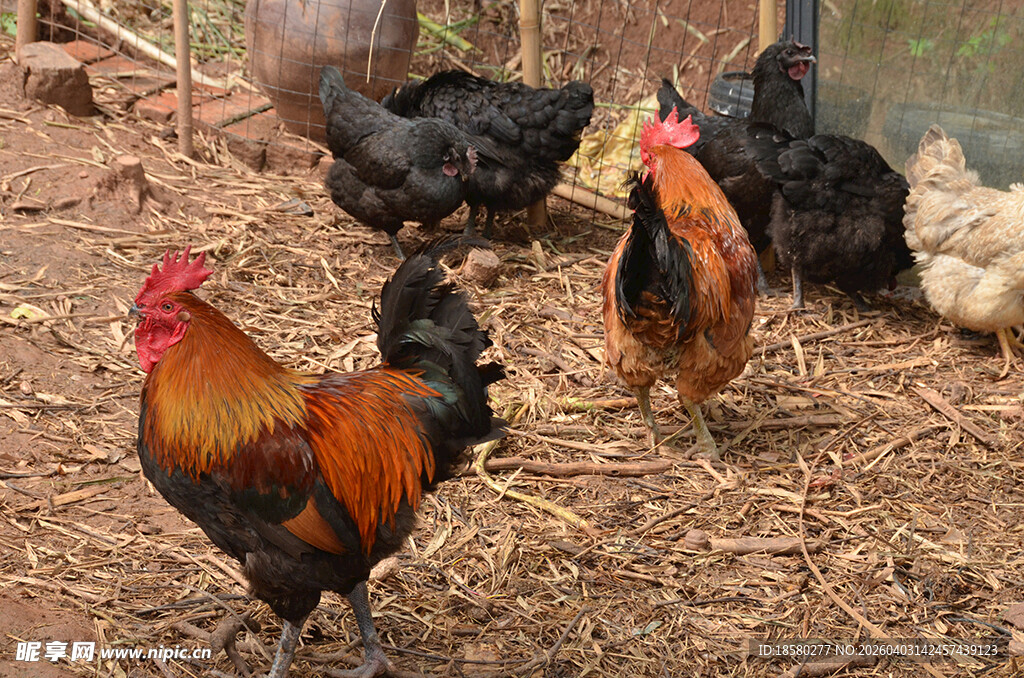 鸡群在干草场地活动