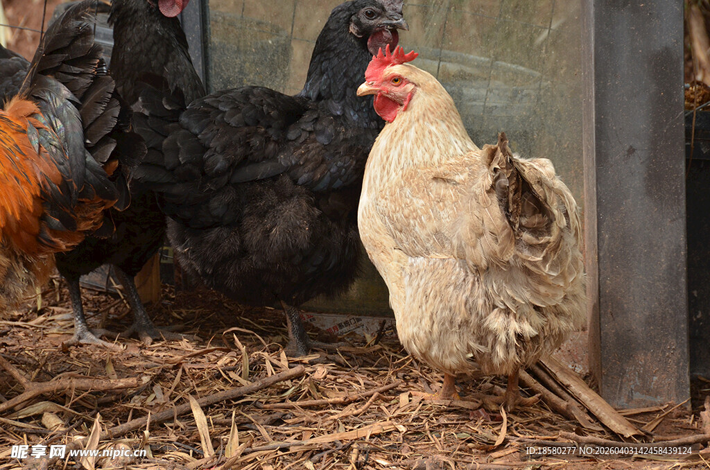 鸡群栖息于稻草堆旁