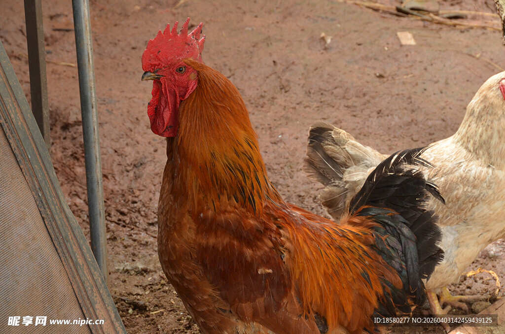 庭院中的多彩公鸡与母鸡