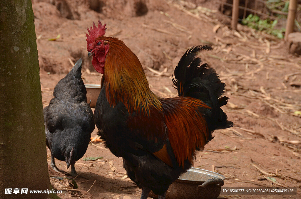 庭院中站立的公鸡与母鸡