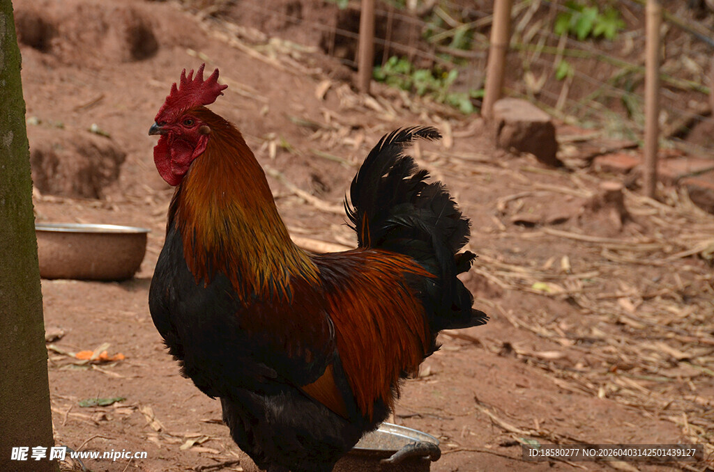 昂首挺立的美丽大公鸡