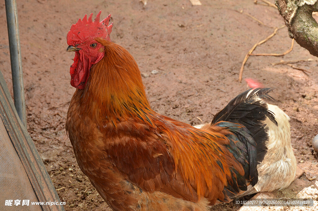 庭院中色彩艳丽的大公鸡