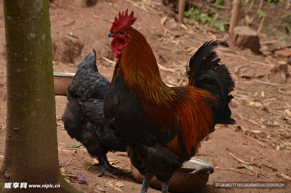 庭院中漫步的多彩鸡群