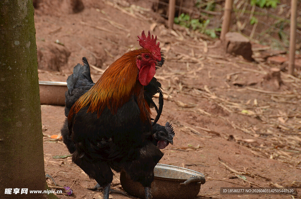 庭院中站立的美丽公鸡